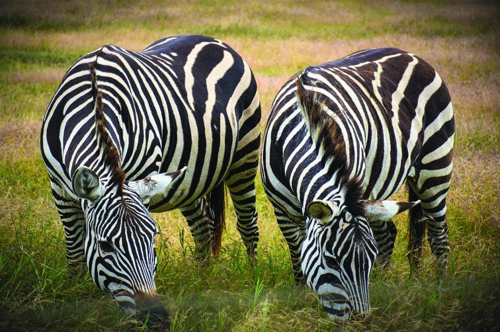 Arusha National Park